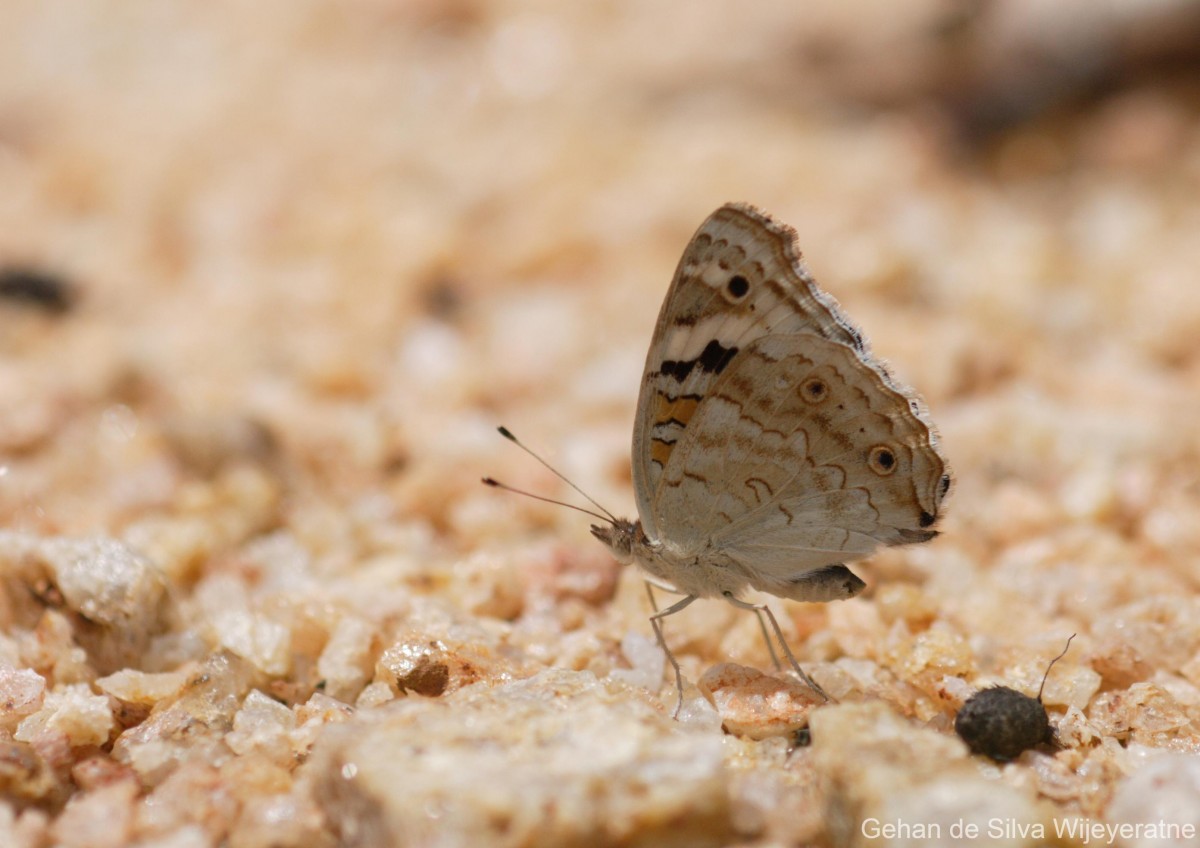 Junonia orithya Linnaeus, 1758